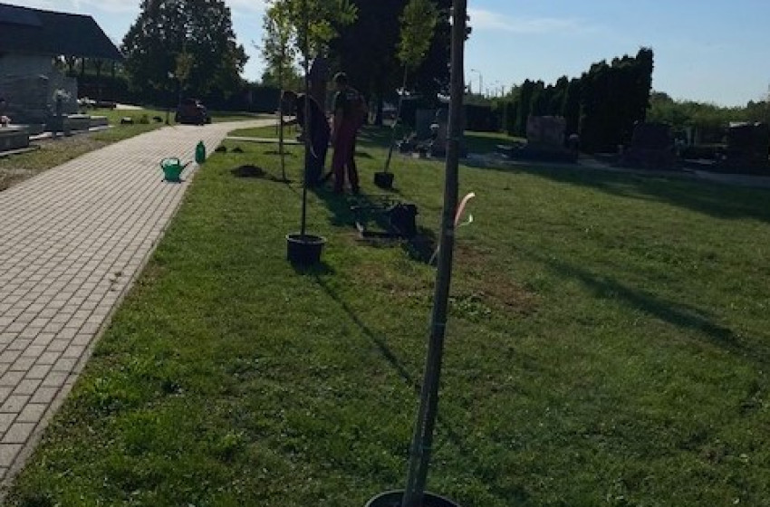 Ivánban a mai napon megkezdődött a temető parkosítása