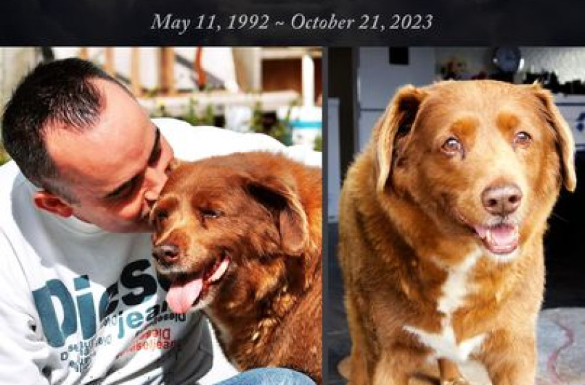Meghalt Bobi, a világ legidősebb kutyája