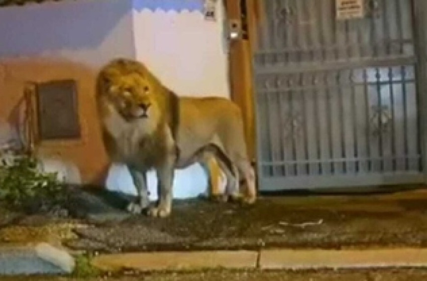 Órákig kergették egy olasz város utcáin a szökött cirkuszi oroszlánt 