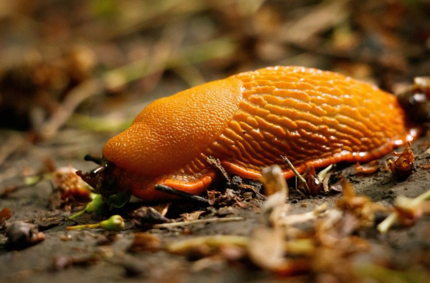 Így védekezhetünk a meztelencsigák ellen