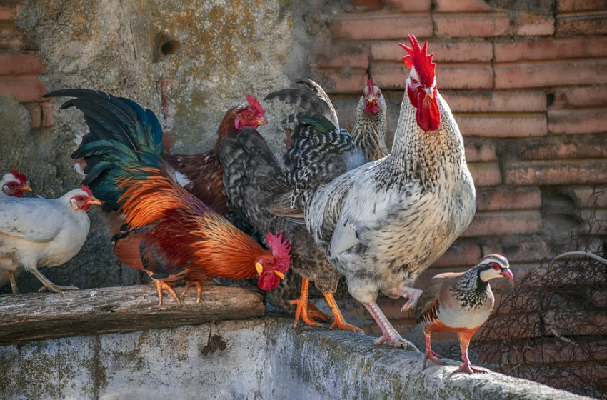 Bogyoszlóban megszűnt a madárinfluenza korlátozás