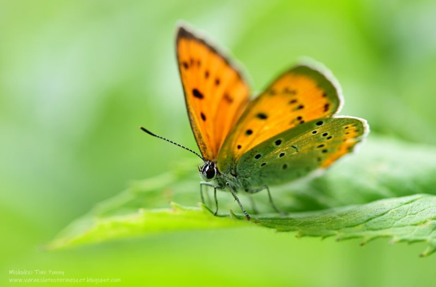 2024-év beporzói a boglárkalepkék