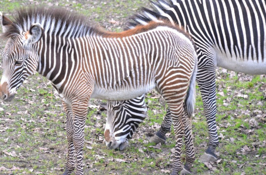 Ritka zebracsikók születtek Nyíregyházán