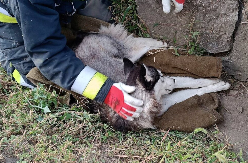 Az erdőbe dobta ki haldokló kutyáját a szívtelen gazda