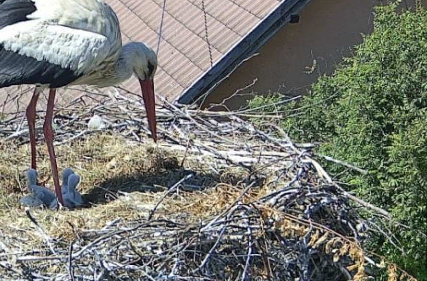 Megyénkben keltek ki az év első gólyafiókái + Videó 