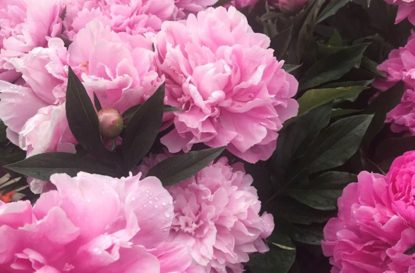 Megújul a természet, megújul a lelkünk: pünkösdhétfő színes, aranyló lepkerajai