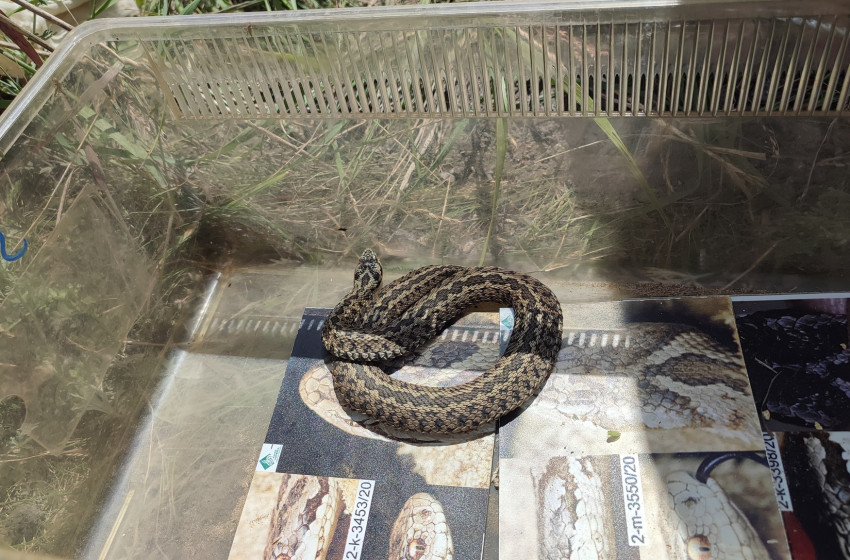 Rákosi viperákat telepítettek a Hanságban