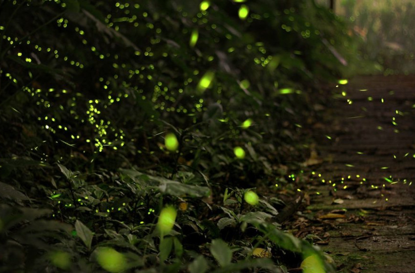Már világítanak az éjszaka repülő lámpásai, elkezdődött a szentjánosbogarak rajzása