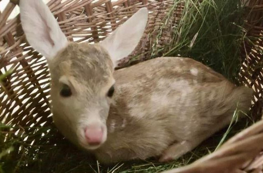 Drónokat vetnek be az őzgidák megmentéséért az aratótáblákon