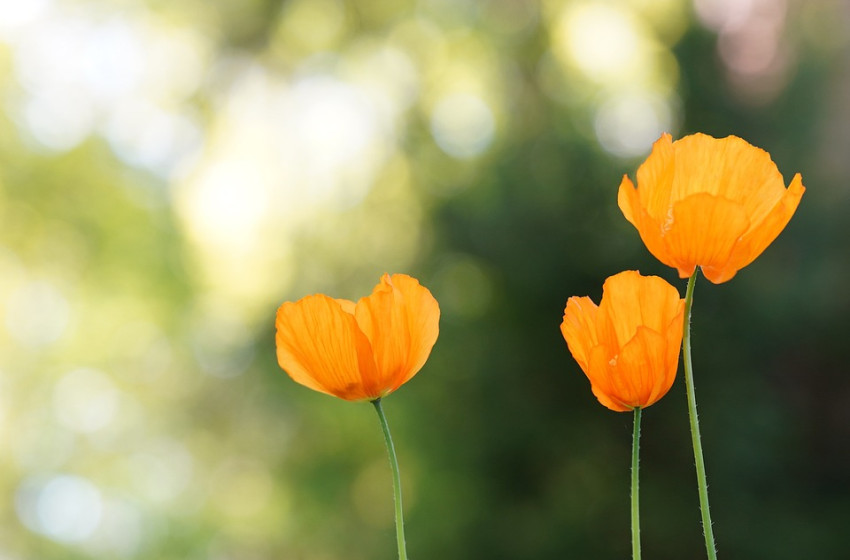 Ismét beüt a kánikula, csaknem 40 fokos hőség jöhet a hétvégén