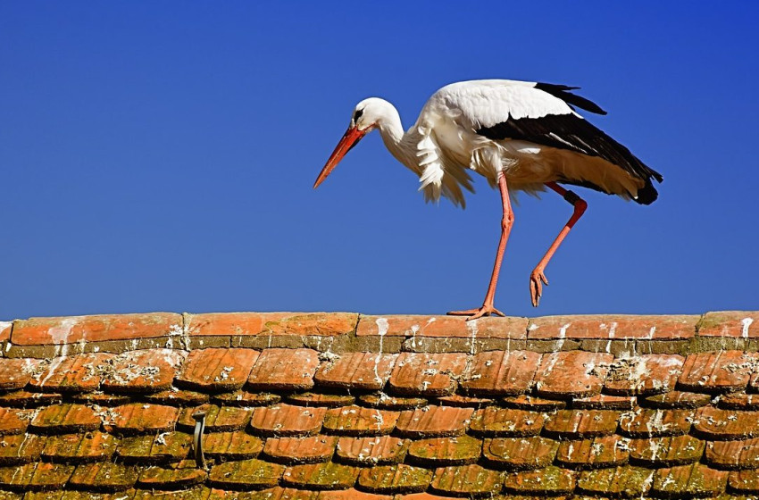 Meglőttek egy fiatal gólyát Kőszegen