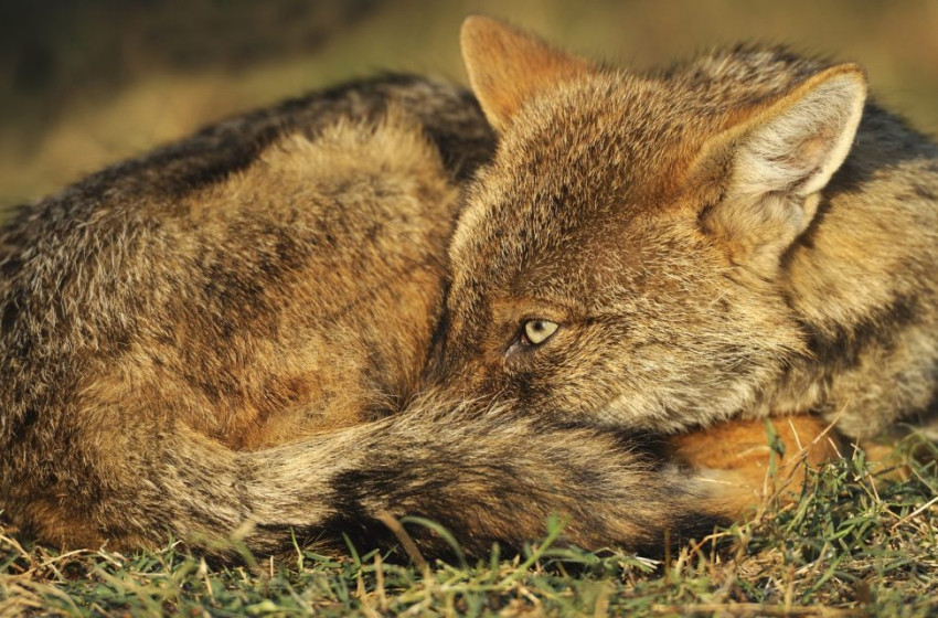 Országszerte megjelent a korábban kihaltnak nyilvánított aranysakál