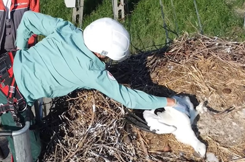 Bajba jutott gólyát mentettek Szanyban + Videó
