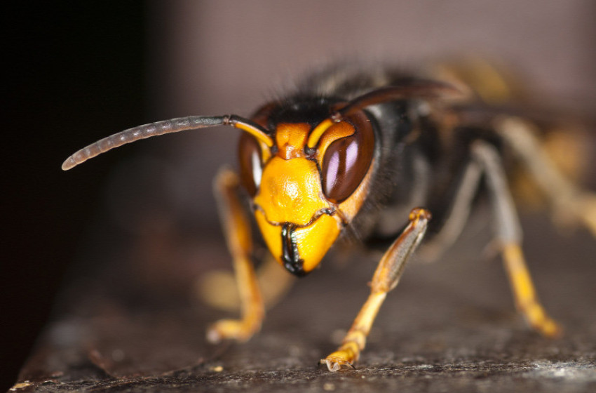 Darázsinvázióra számítanak a szakemberek