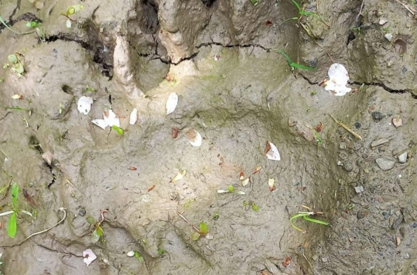 Medvét láthattak Miskolcon az Avason