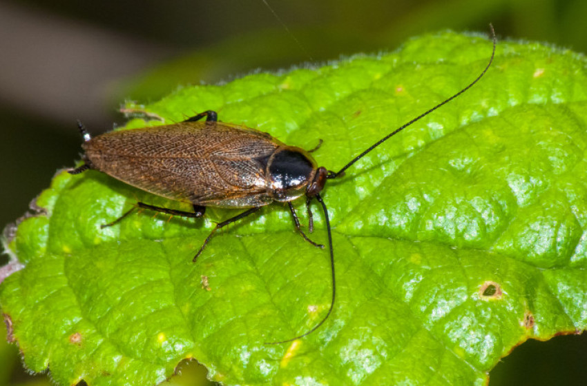 Csótányok lephetik el a magyar otthonokat