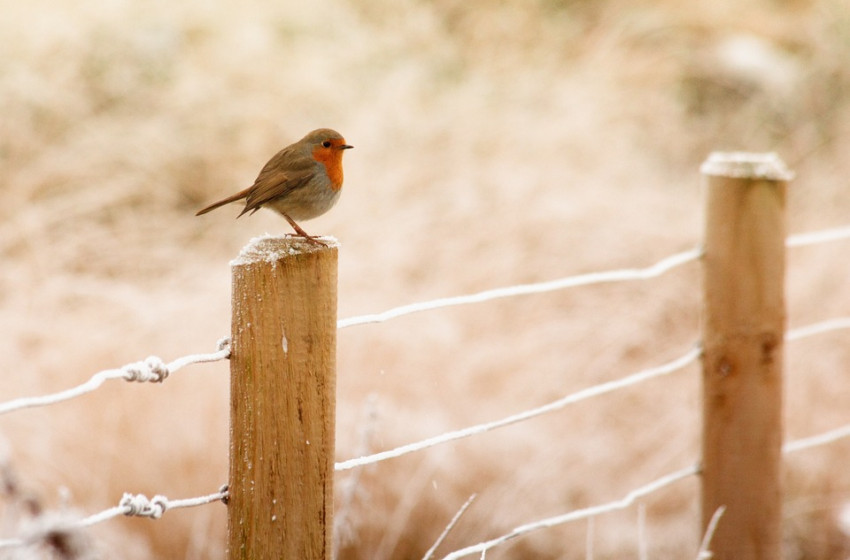 Viharos széllel tör be Magyarországra a hóesés