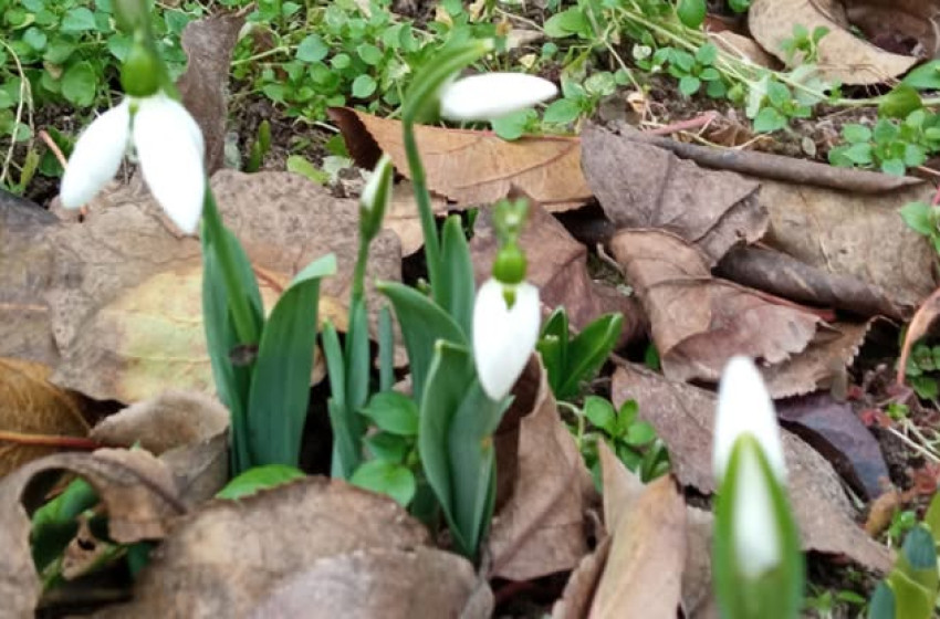 Máris előbújtak az első hóvirágok