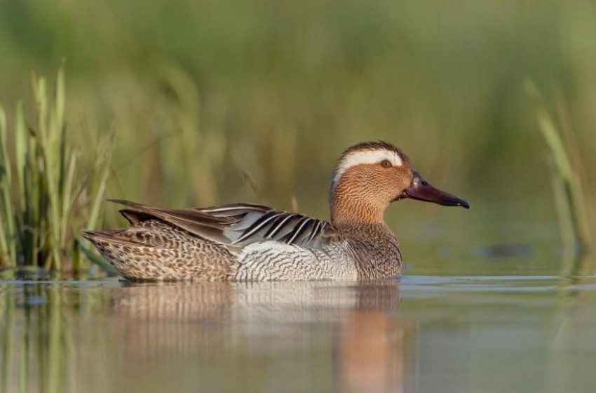 Megválasztották az év madarát 