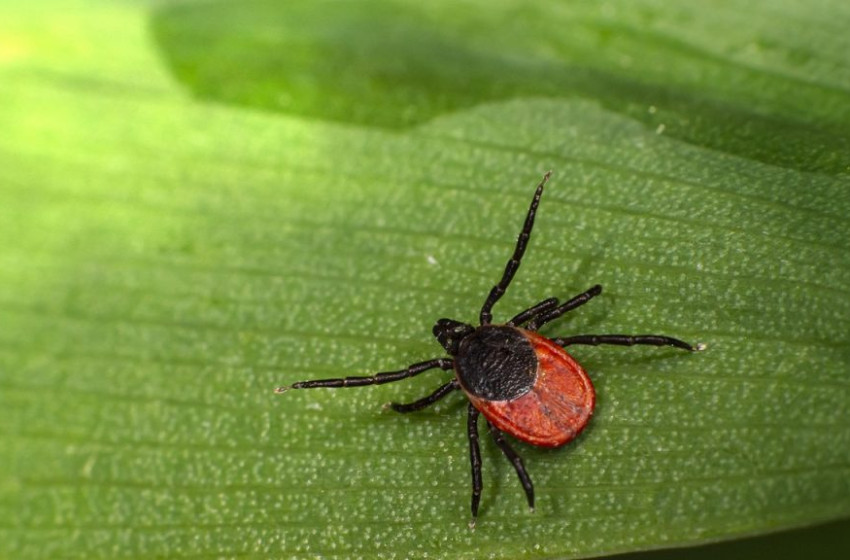 Legyünk óvatosak: az enyhe téli időben aktívak a kullancsok