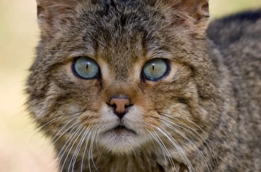 Vadászó vadmacskát videóztak a Gerecsében