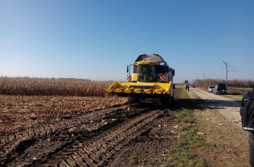 Kukorica fajtasor betakarítás gyakorlati oktatással a Csukásban
