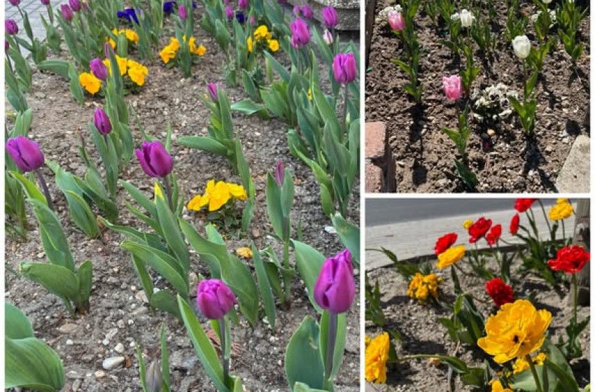 Új tavasz, új tulipánok Veszkényben