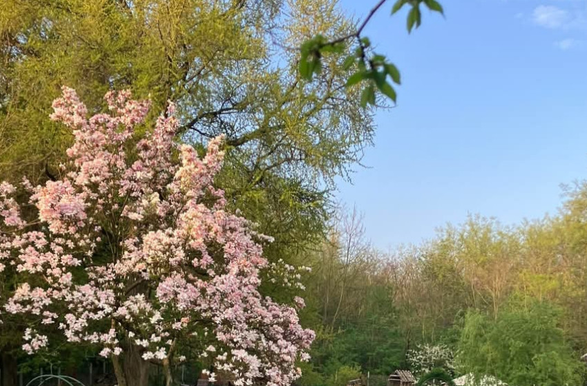 Virágba borult a magnólia a győrsövényházi óvodában