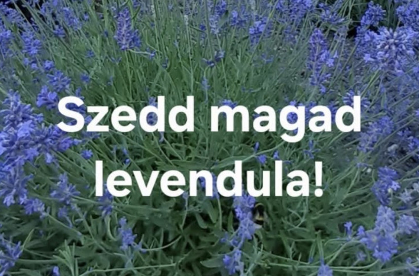 Ismét virágzik a levendula Rábatamásiban – bárki szedhet belőle